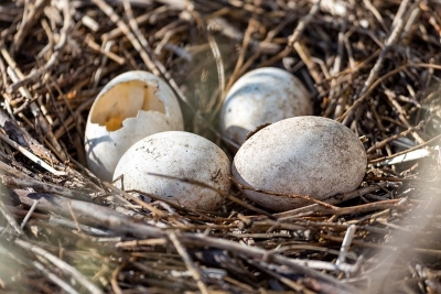 Gniazdo z jajkami, foto żródło pixabay